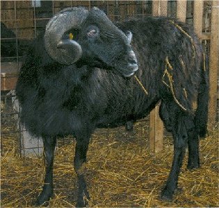 Massese sheep